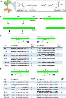 CRISPR-Cas9-mediated knockout of CYP79D1 and CYP79D2 in cassava attenuates toxic cyanogen production
